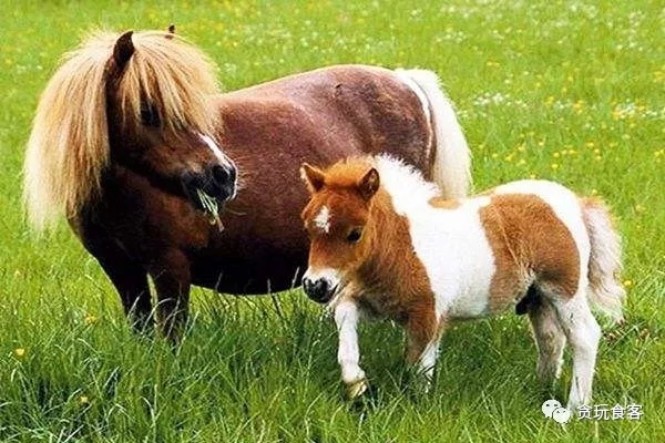 北京有哪些亲子农庄,北京市周边亲子农庄小动物