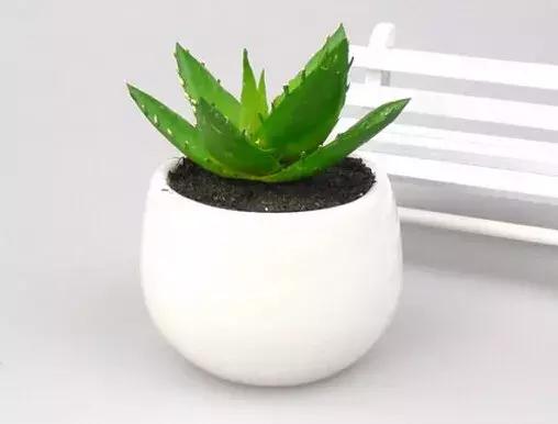 芦荟烂根叶子全掉了怎么能救活,芦荟烂根怎么补救最快