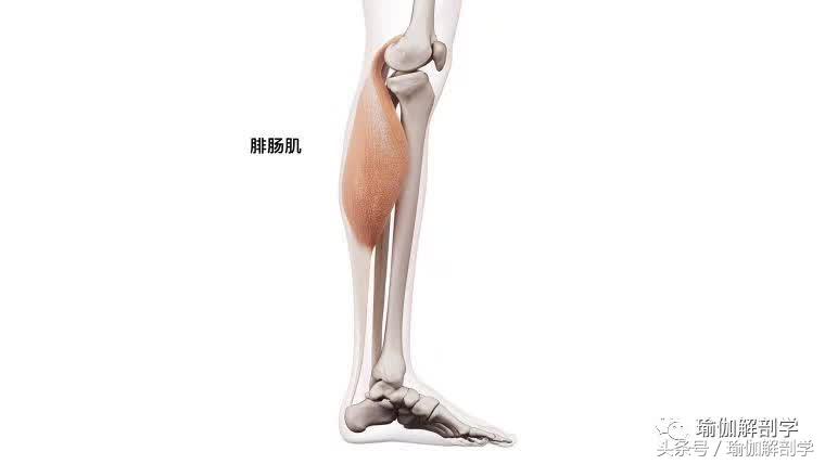 小腿粗壮一招搞定,小腿粗壮僵硬三个动作