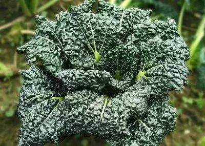 湖北蔬菜都有哪些品种,湖北种植特色菜有哪些