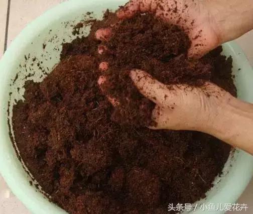 新手养肉肉最好用什么土,新手养肉配土