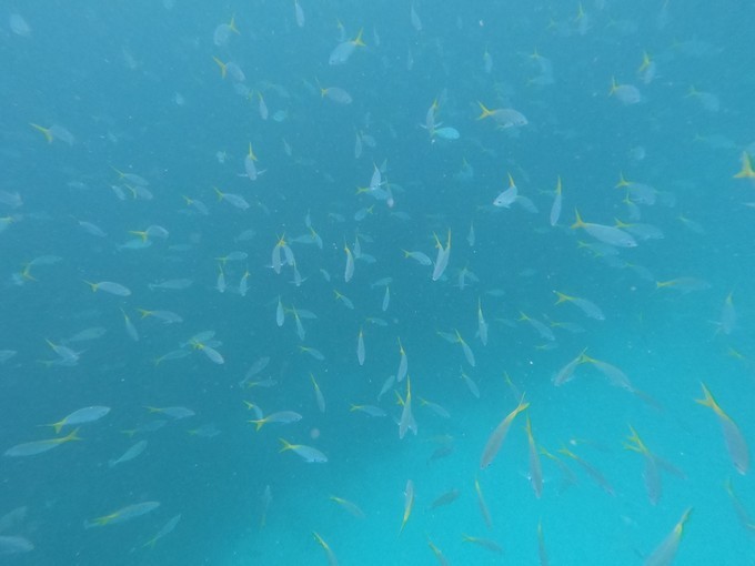 帕劳的海景风光给人美的享受,帕劳的海洋和沙滩风景图片
