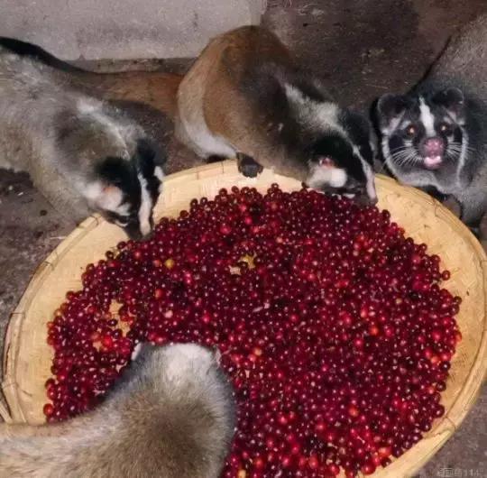 什么样的人会每天一杯咖啡,什么样的人会点外卖