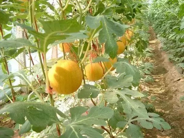 洋丰生态园是一家集旅游观光、休闲度假、这里有比初恋还甜的水果