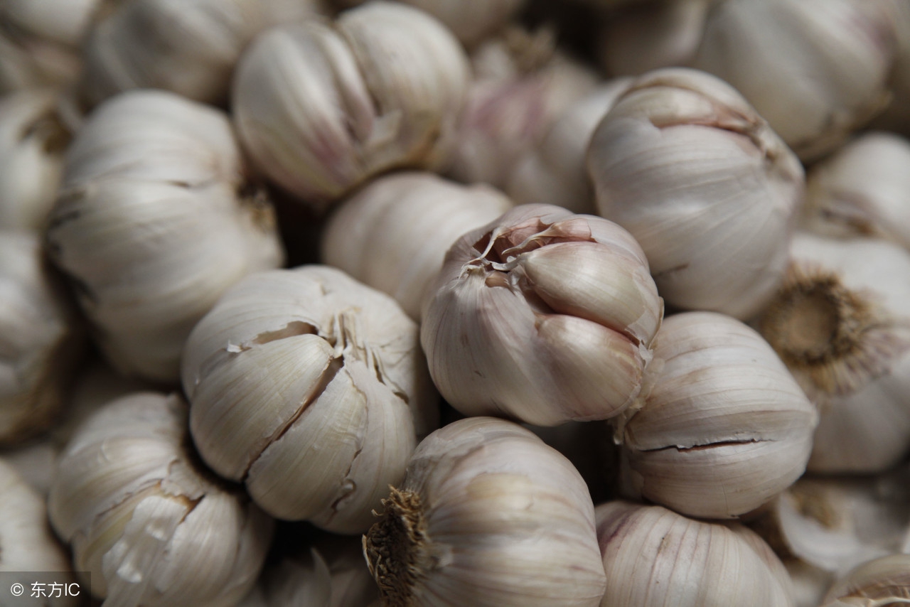 莱西蔬菜批发市场杰哥直播,徐寨镇大蒜市场蒜薹最新价格