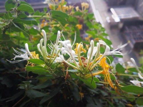 金花银花，因色、香、味、性俱佳，爬上枝头越过围栏，一看就喜欢