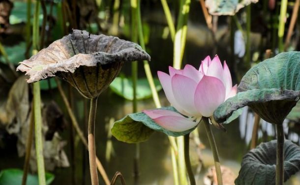 魏子昌经典诗词,魏子昌律诗全集