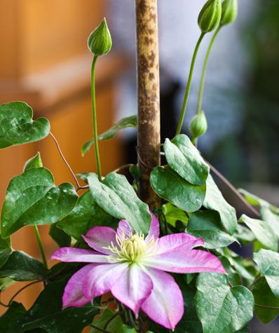 铁线莲爬藤花卉排名前十名,铁线莲哪个品种花最好看