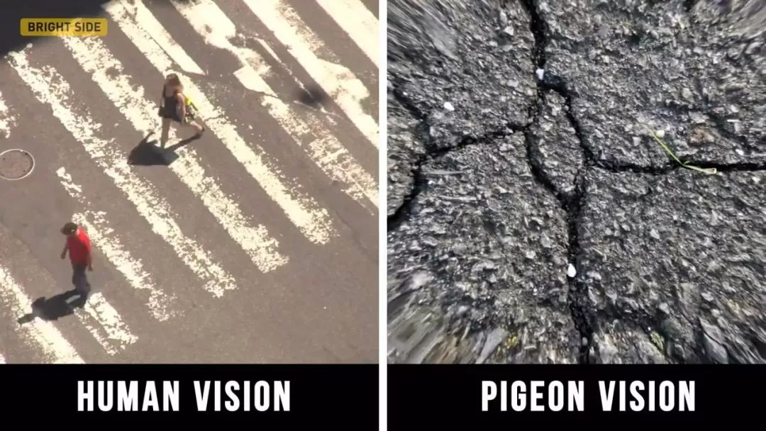 动物眼中的世界是什么样子的图片,动物眼里的世界长怎样