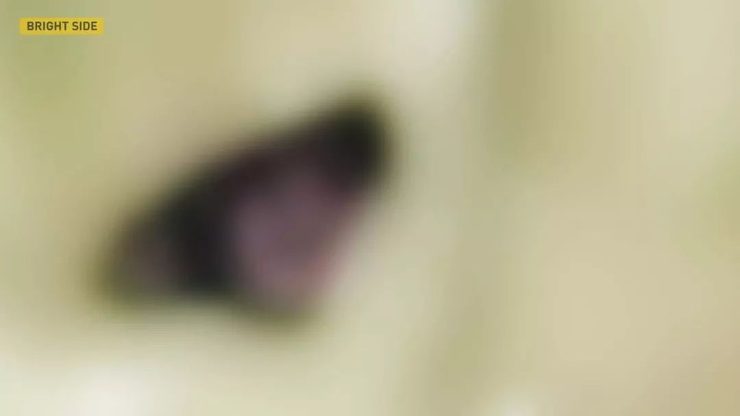 动物眼里的世界长什么样子,动物眼里的世界都是什么颜色