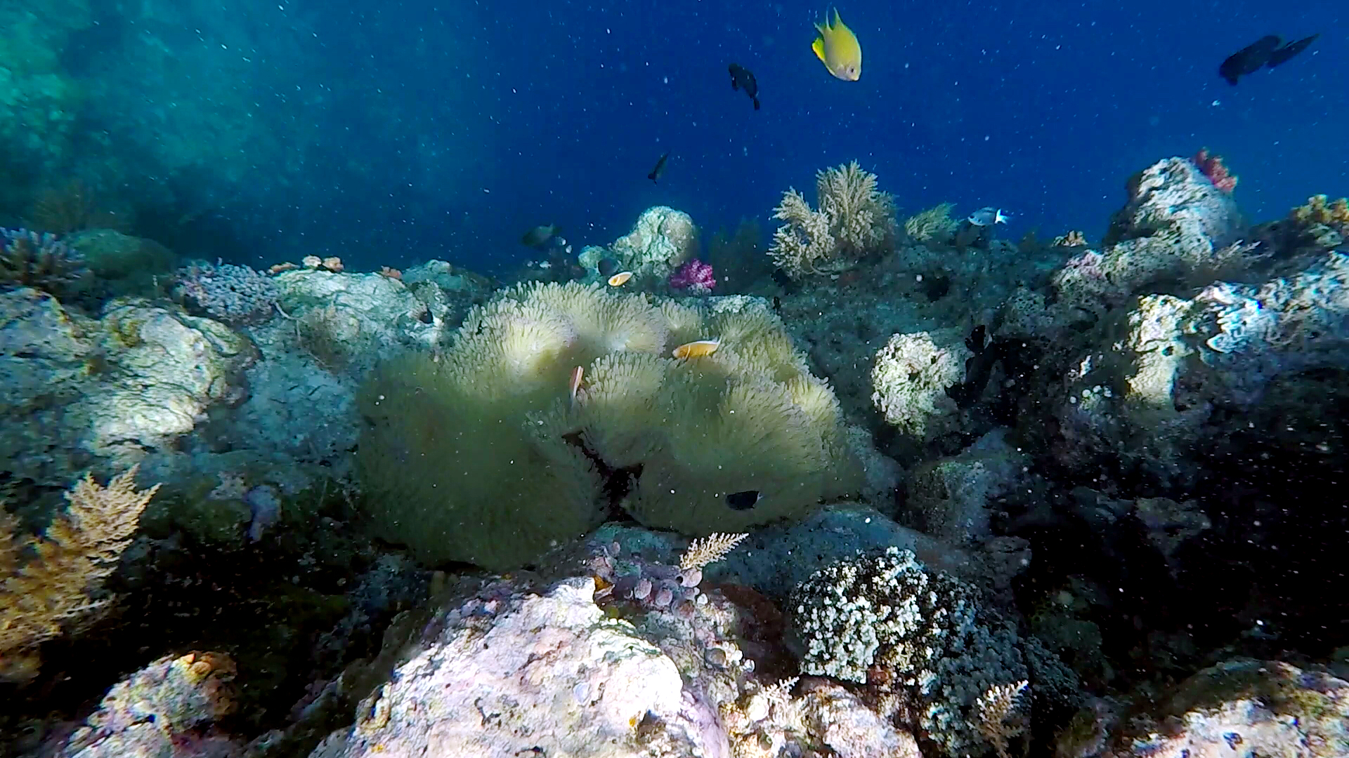 帕劳旅游的真实感受,中国可以去帕劳旅行吗