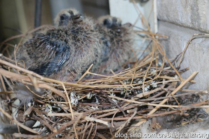 我在“浩顺2号院”的家成了“动植物园”啦