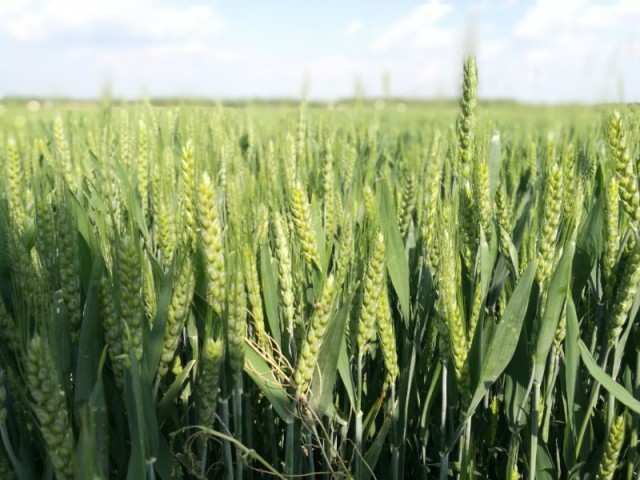 阿庆哥说济南趵突泉,阿庆讲济南