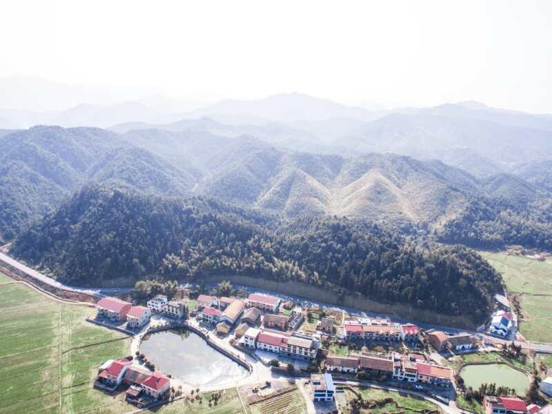 藤茶适合做什么茶,藤茶纯野生高山藤茶