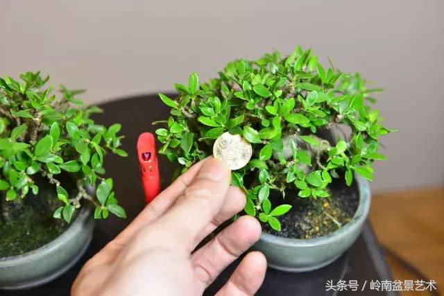 栀子花开美好如初,栀子花开花开盛夏