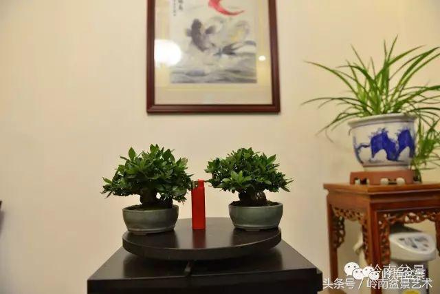 栀子花开美好如初,栀子花开花开盛夏