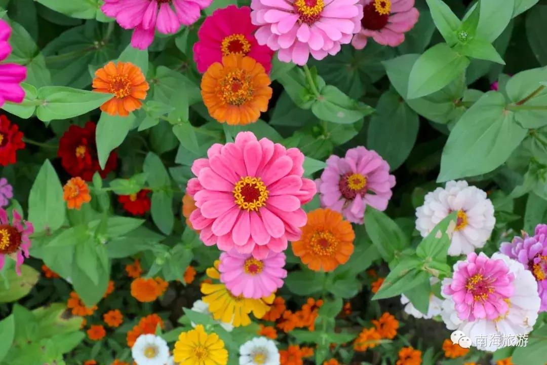 紫色薰衣草海+五彩摩天轮！南海这里充满异国风情如电影般唯美！