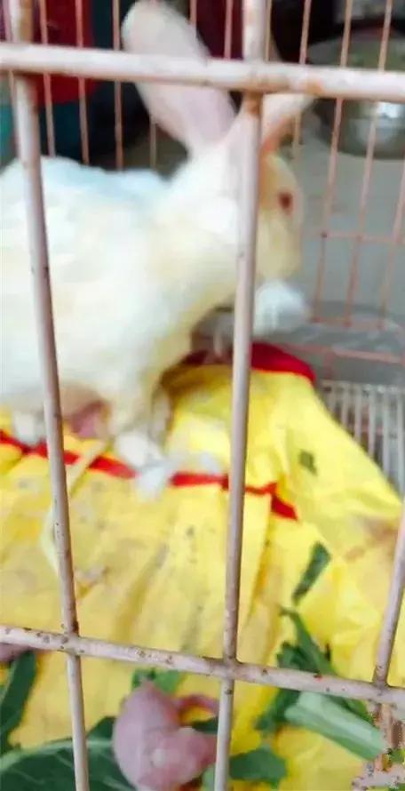 大白兔生小宝宝,大白兔生崽