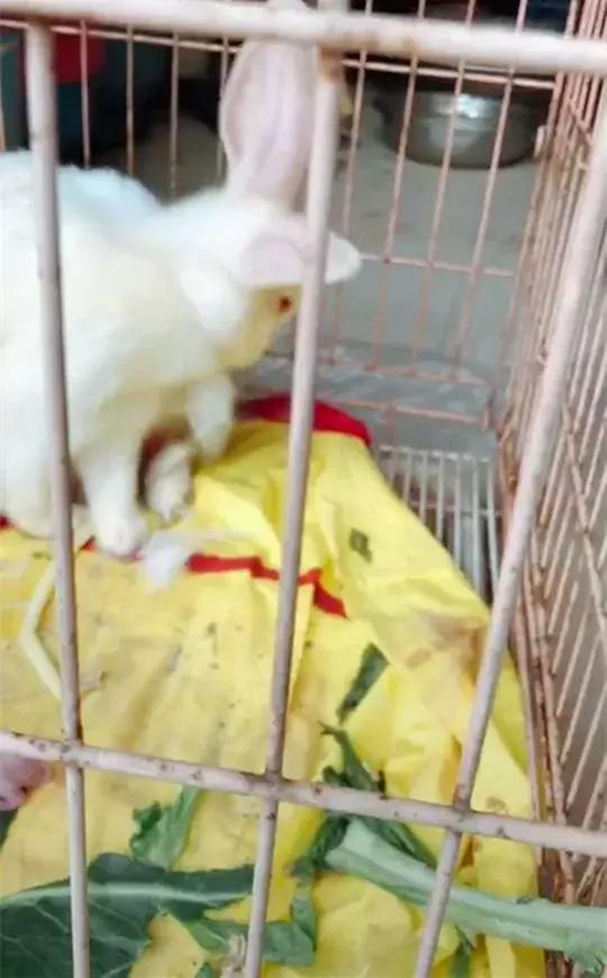 大白兔生小宝宝,大白兔生崽