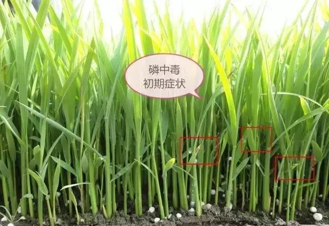 水稻红叶子怎么回事用什么药,水稻秧苗红尖怎么回事