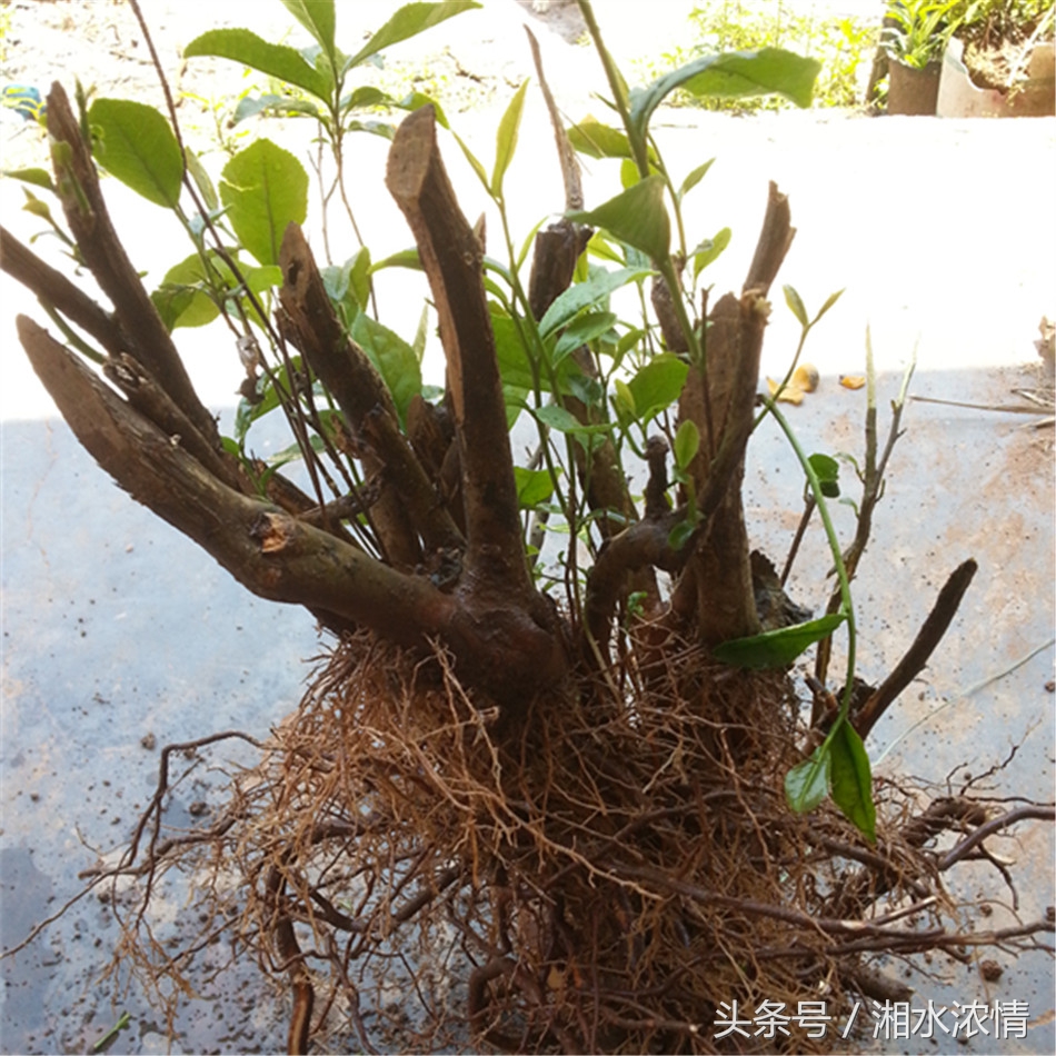 到集市上买花卉回农家庭院栽种,到花卉市场买盆栽诀窍