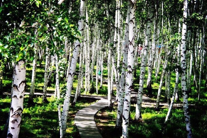 浪漫呼伦贝尔双飞五日游,呼伦贝尔5月精彩7日之旅