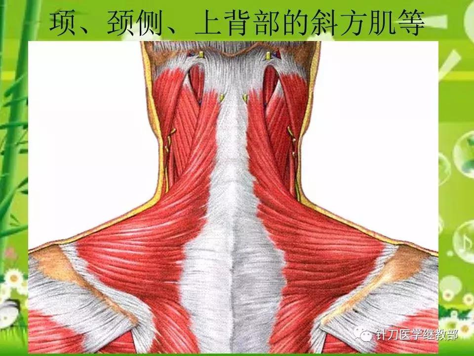 颈椎肌肉损伤用小针刀治疗,针刀治疗颈椎导致神经损伤