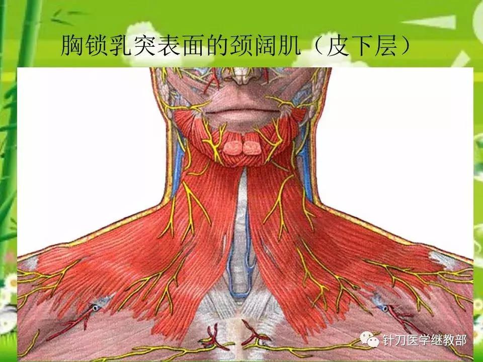 颈椎肌肉损伤用小针刀治疗,针刀治疗颈椎导致神经损伤