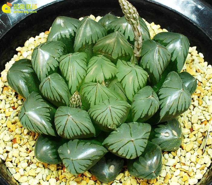 中国冰梅多肉植物原产地在哪,多肉植物原产地云南还是四川