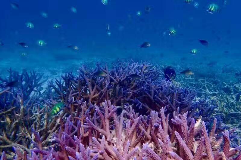 去帕劳玩是什么感觉,帕劳可以潜水吗