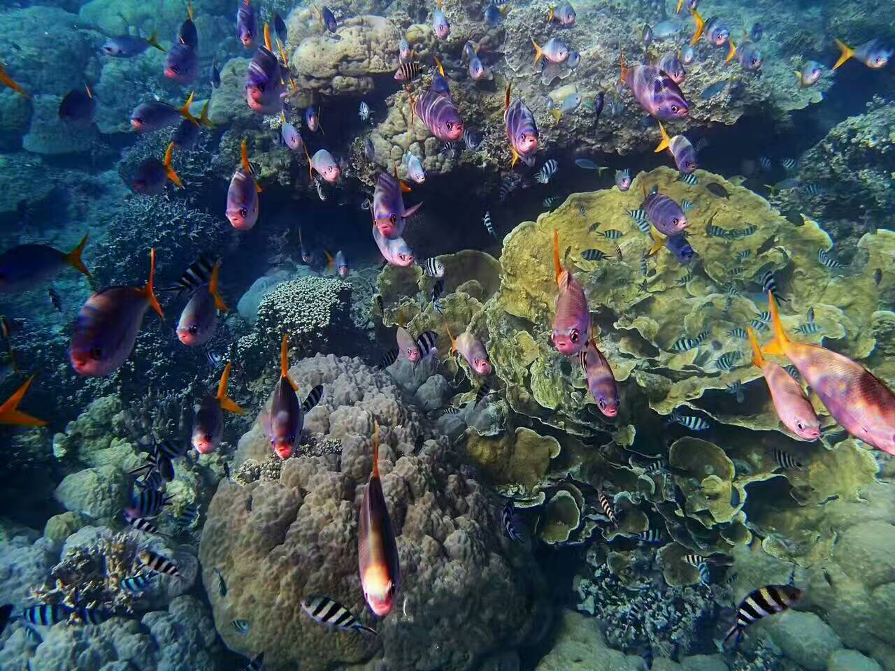 帕劳可以潜水吗,去帕劳玩是什么感觉