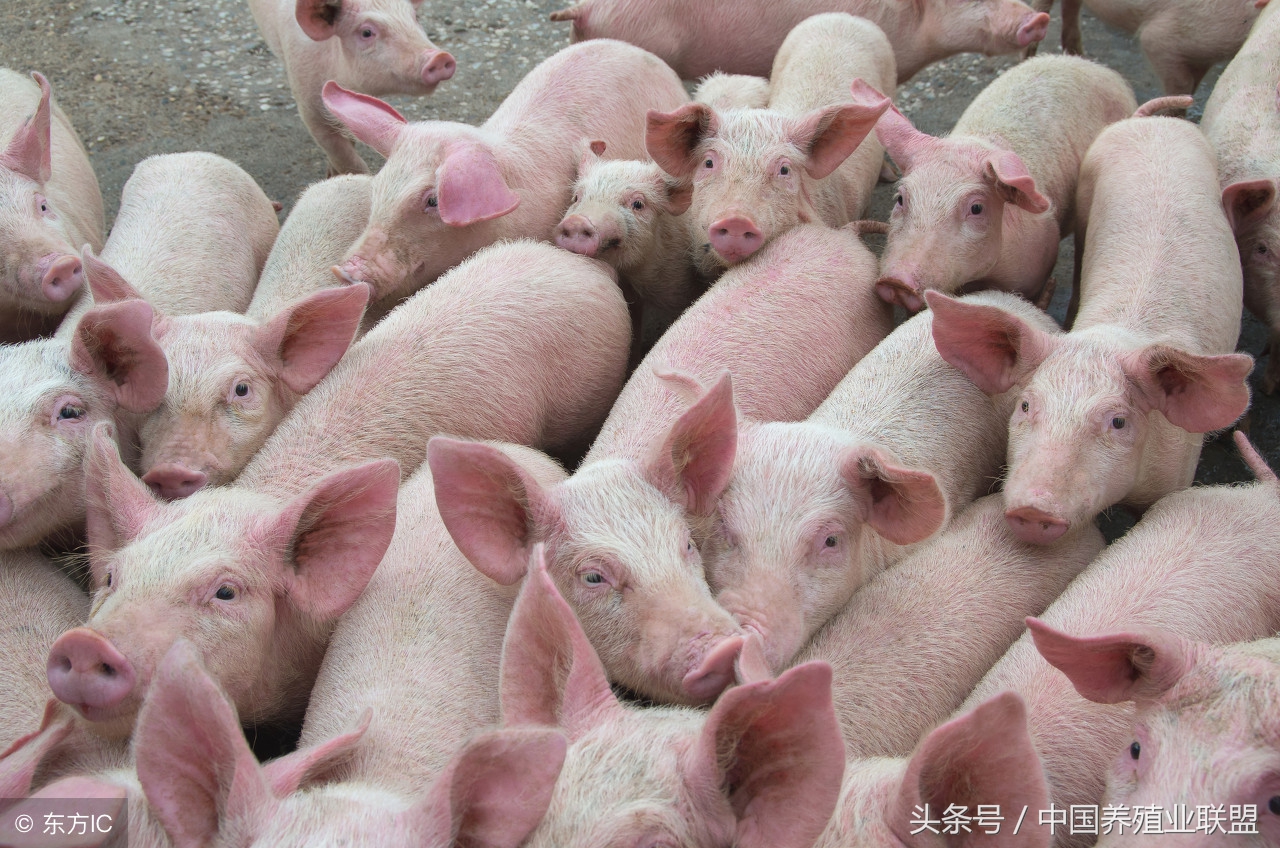 养猪行情差会亏钱吗,养猪人应该知道的行情