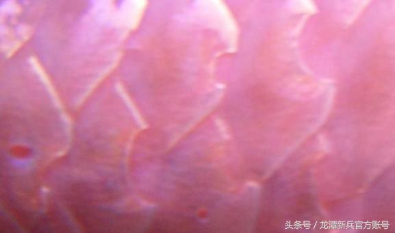 龙鱼病症状图片大全,龙鱼鳞片的真实图片