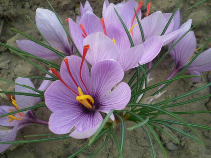 红花和藏红花怎么区分图片及价格,怎么辨别西班牙藏红花真伪