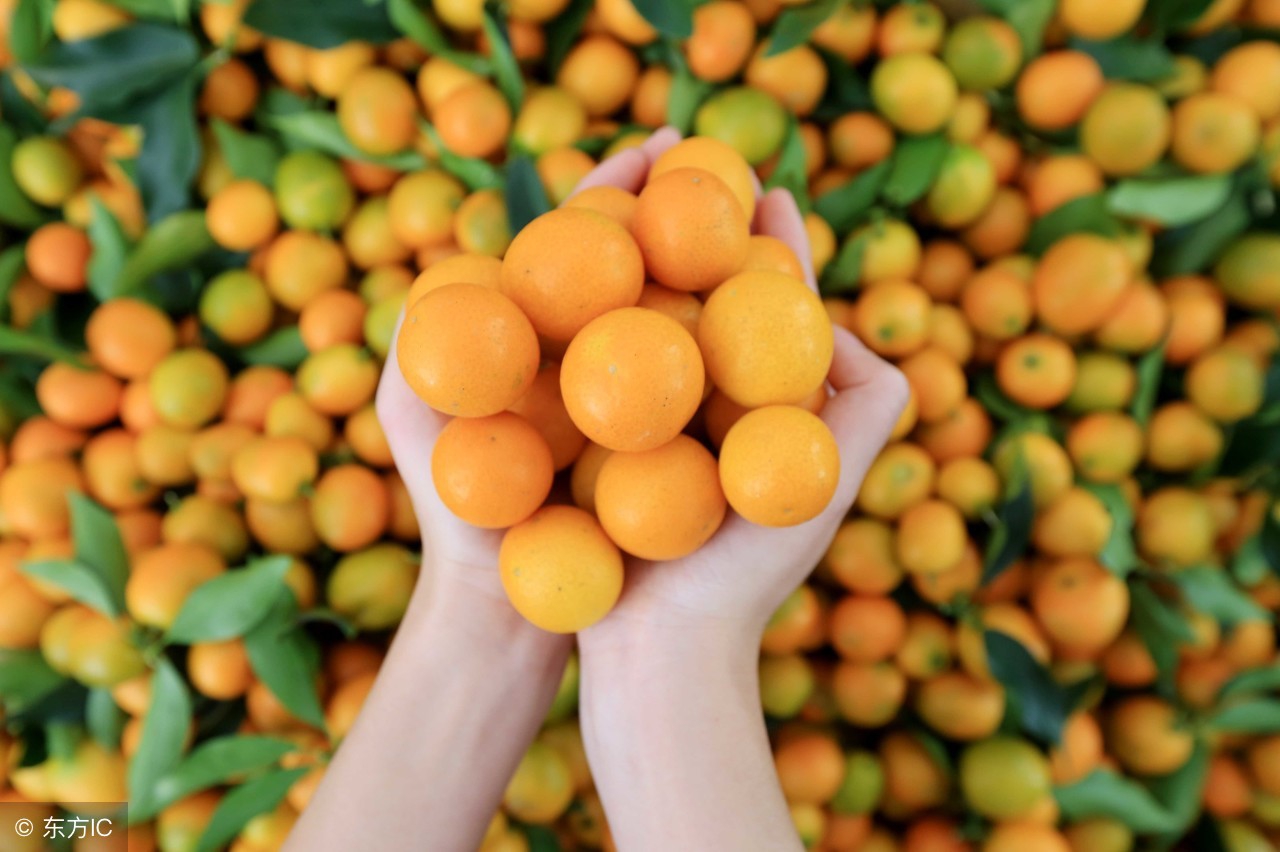 农业产品销售的商业模式,农业产品线上营销模式