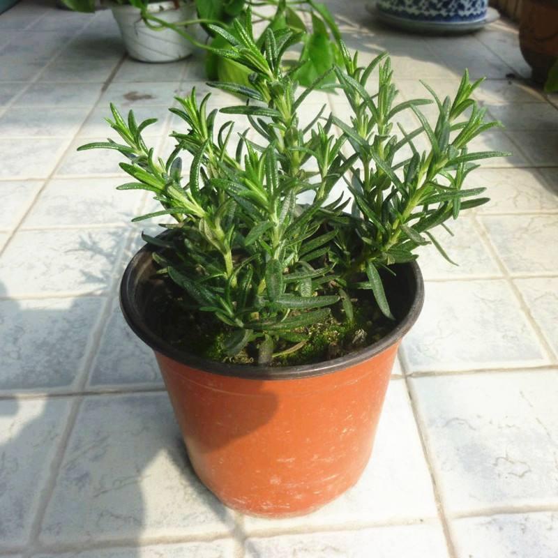 驱蚊效果绝佳的绿植,驱蚊虫效果最好的绿植