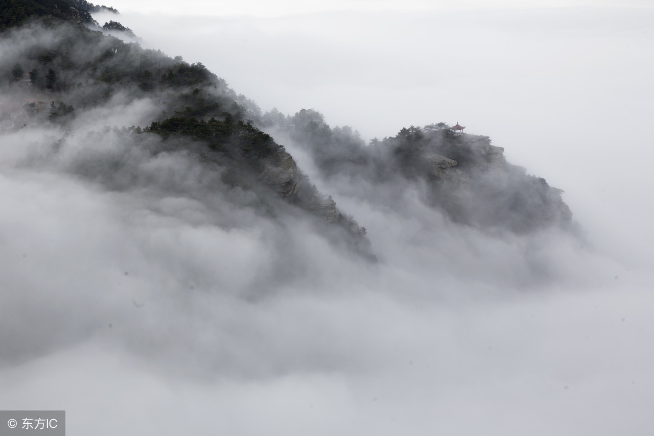 庐山云雾茶深度解析,茶文化基本知识庐山云雾