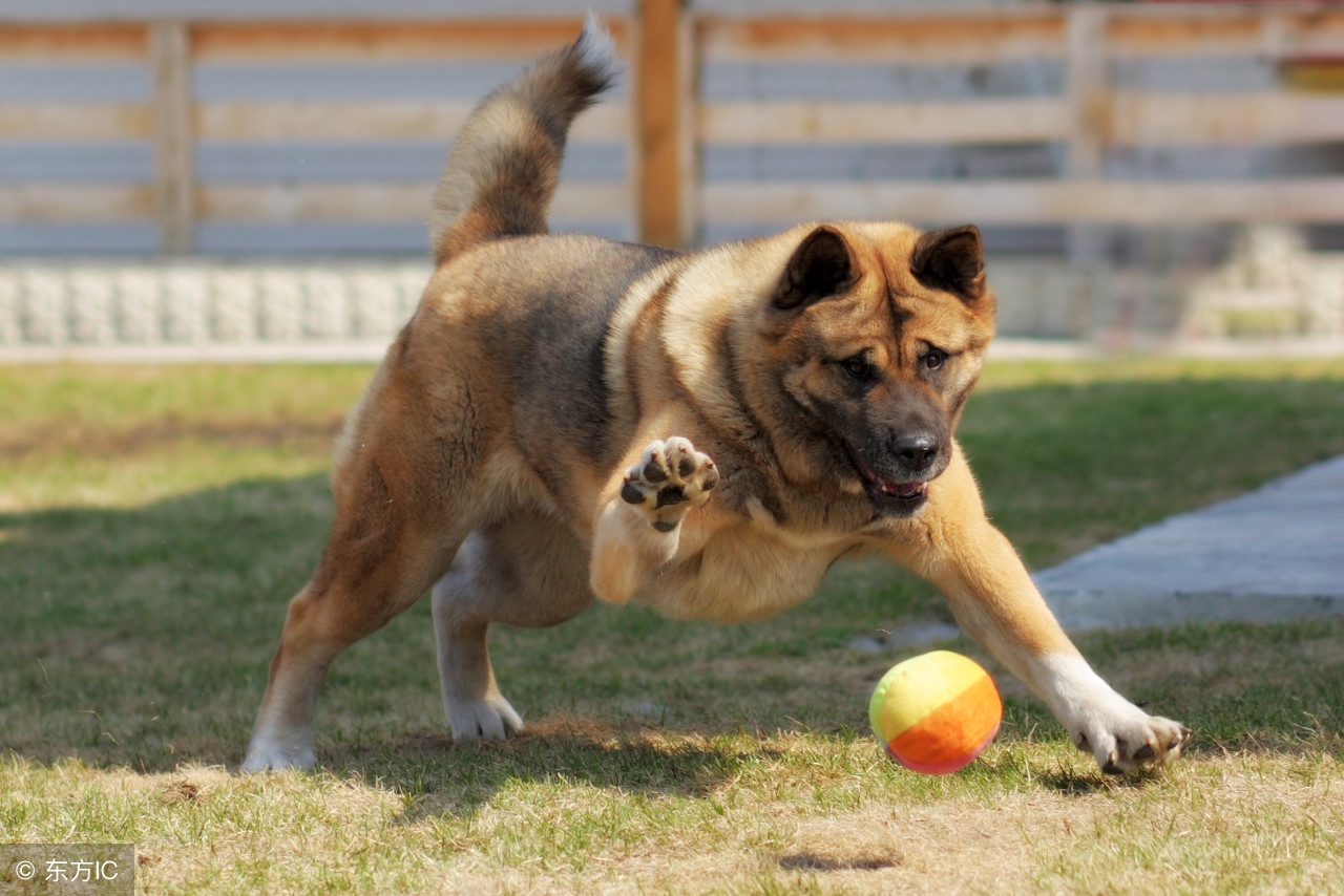 公犬发情期脾气暴躁攻击主人,狗狗遇到其他狗太兴奋如何训练