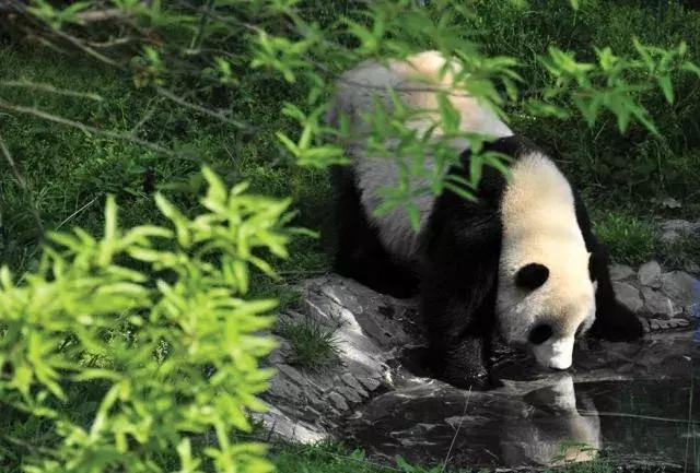 六善青城山景区,青城山六善