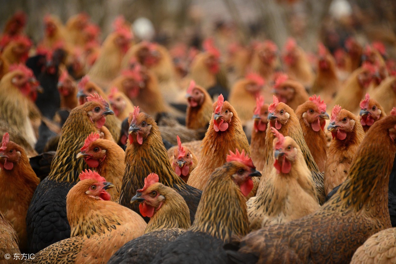 养鸡十大陷阱视频,如何高效养鸡鸭鹅