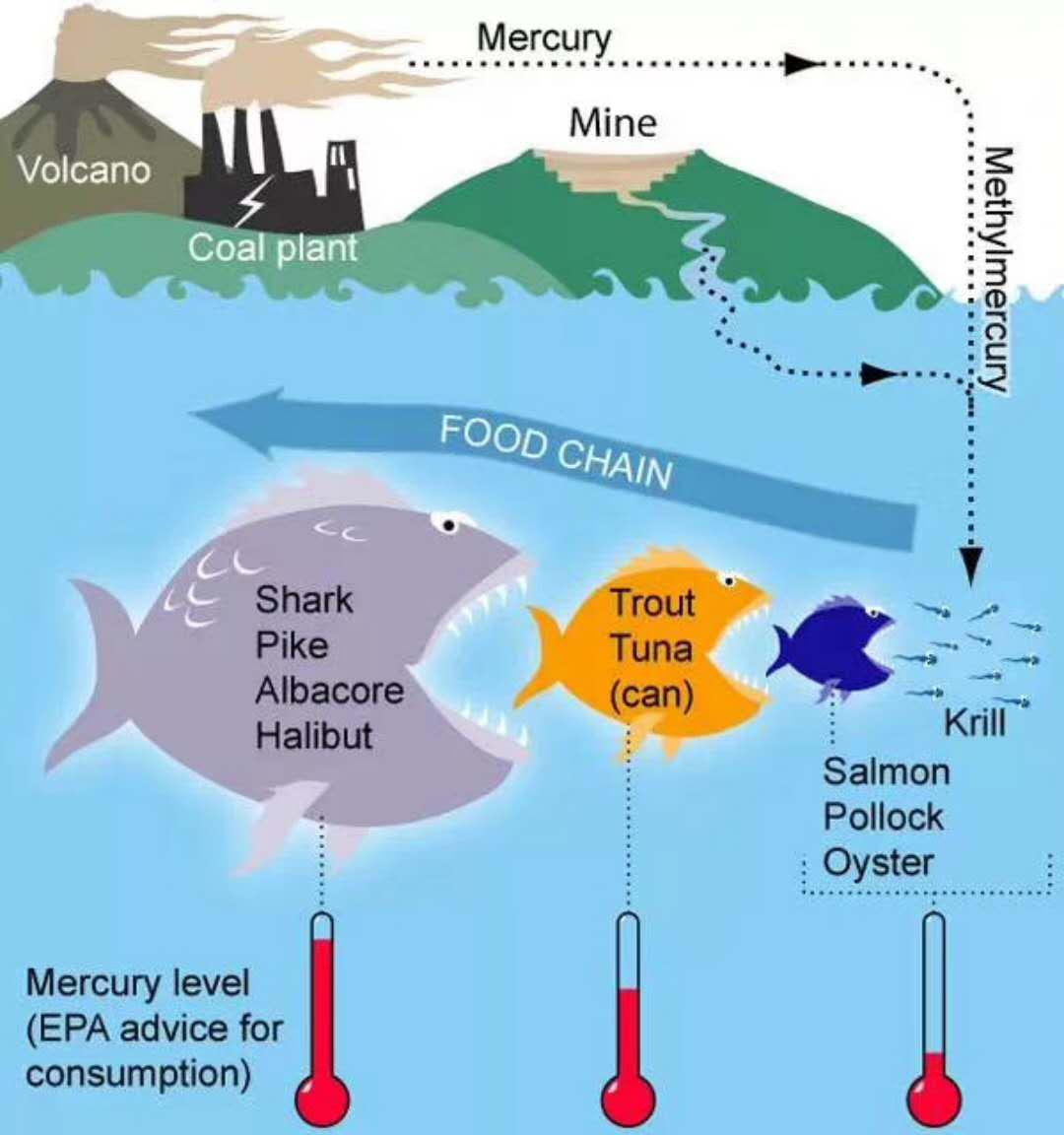 dha长期服用会铅超标吗 (dha摄入过多会不会引起中毒)
