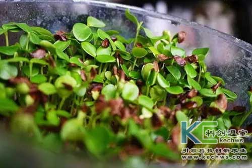 香椿无土育苗技术视频播放,香椿苗的种植方法全过程