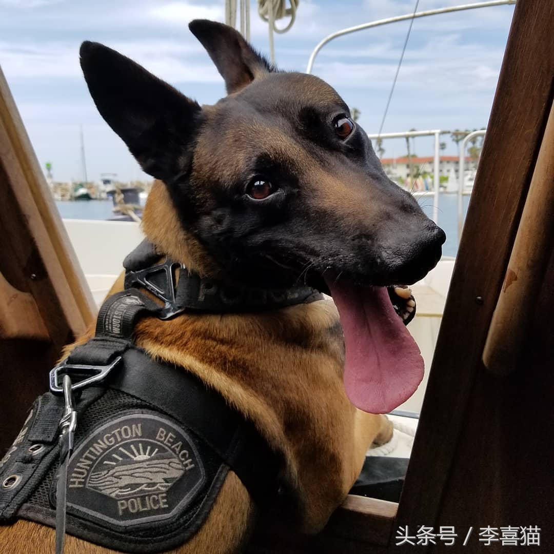 威武霸气警犬德牧,德牧vs马犬谁更适合当军警犬