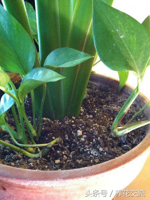 家里植物有小黑虫怎么处理,盆栽土壤里有小黑虫怎么办