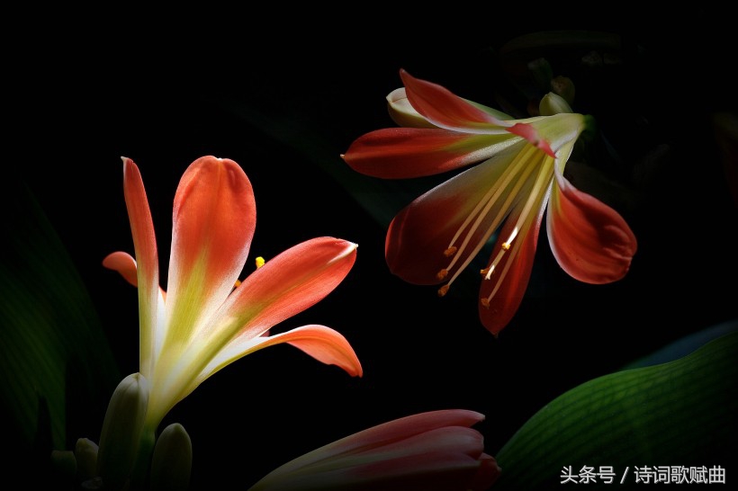 谁说毛*东泽**没写过抗日有关诗词，这几首难道不是？