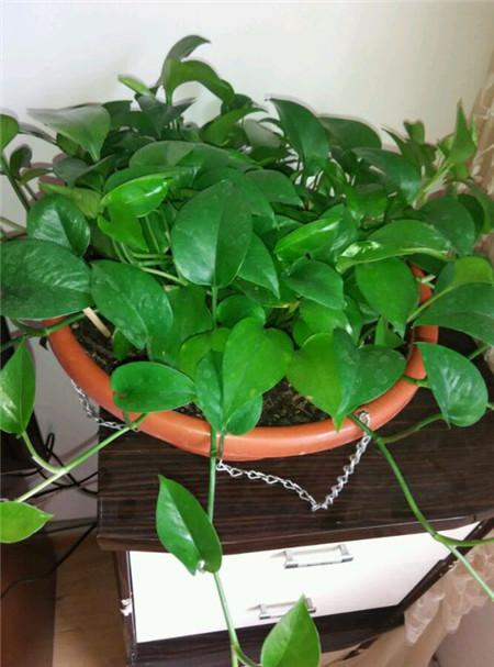 幸福的“烦恼”：绿萝长太长，太乱，2个办法解决！