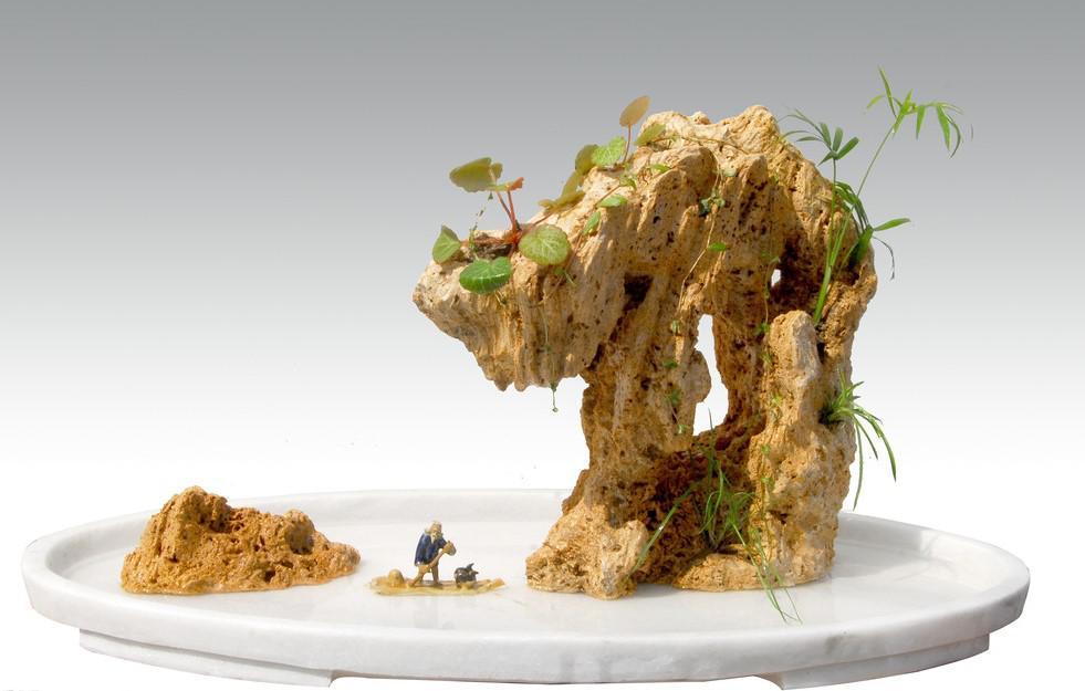 上水石盆景用什么种水草,上水石盆景栽什么树好