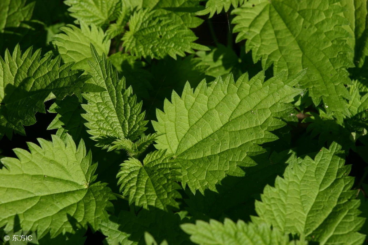 这四种农村野味，第二种被称为树上燕窝，女性吃了它美容养颜！