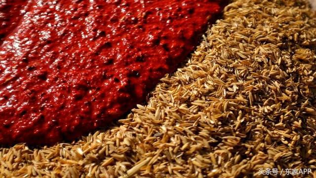 又到野生杨梅成熟的季节,又到了杨梅采摘季节