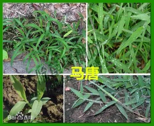 田间杂草及名称图片,草田杂草实图及名称